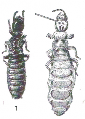 Mâle (roi)  Femelle (reine) Les reproducteurs